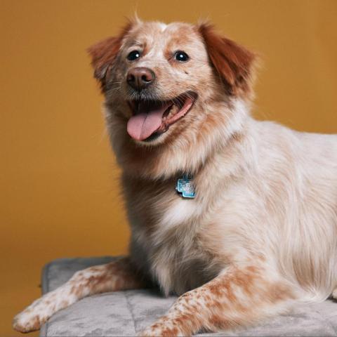 Root Beer, an adoptable Cattle Dog in Chicago, IL, 60639 | Photo Image 5