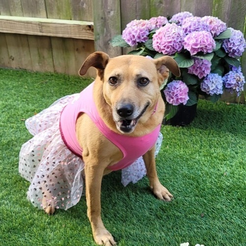 Coco Chanel, an adoptable Labrador Retriever Mix in Puyallup, WA_image-1