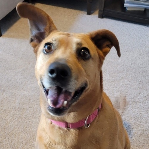 Coco Chanel, an adoptable Labrador Retriever Mix in Puyallup, WA_image-2