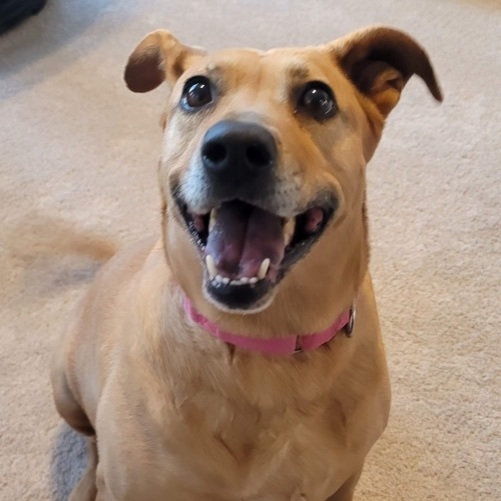 Coco Chanel, an adoptable Labrador Retriever Mix in Puyallup, WA_image-4