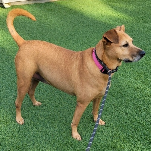 Coco Chanel, an adoptable Labrador Retriever Mix in Puyallup, WA_image-5