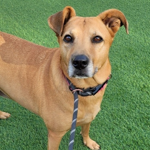 Coco Chanel, an adoptable Labrador Retriever Mix in Puyallup, WA_image-6