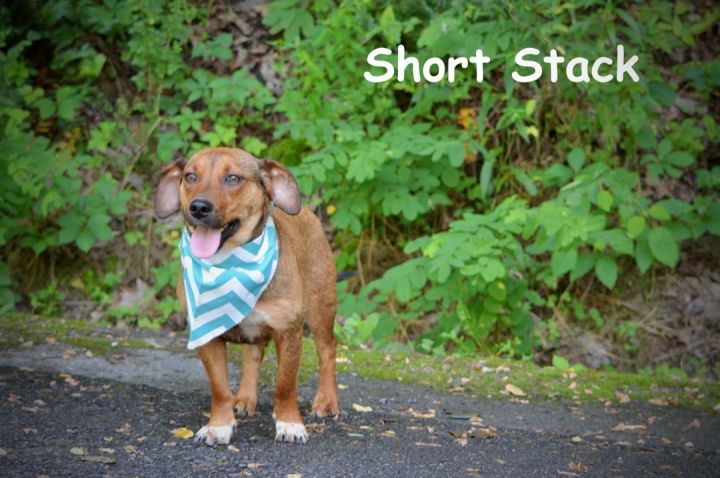 Short Stack, an adoptable Basset Hound Mix in Sevierville, TN_image-2