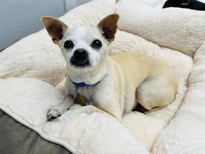 Forest, an adoptable Chihuahua Mix in Seal Beach, CA_image-1