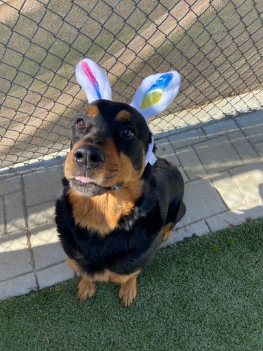 BRUNO2, an adoptable Rottweiler in Lincoln, NE, 68506 | Photo Image 1