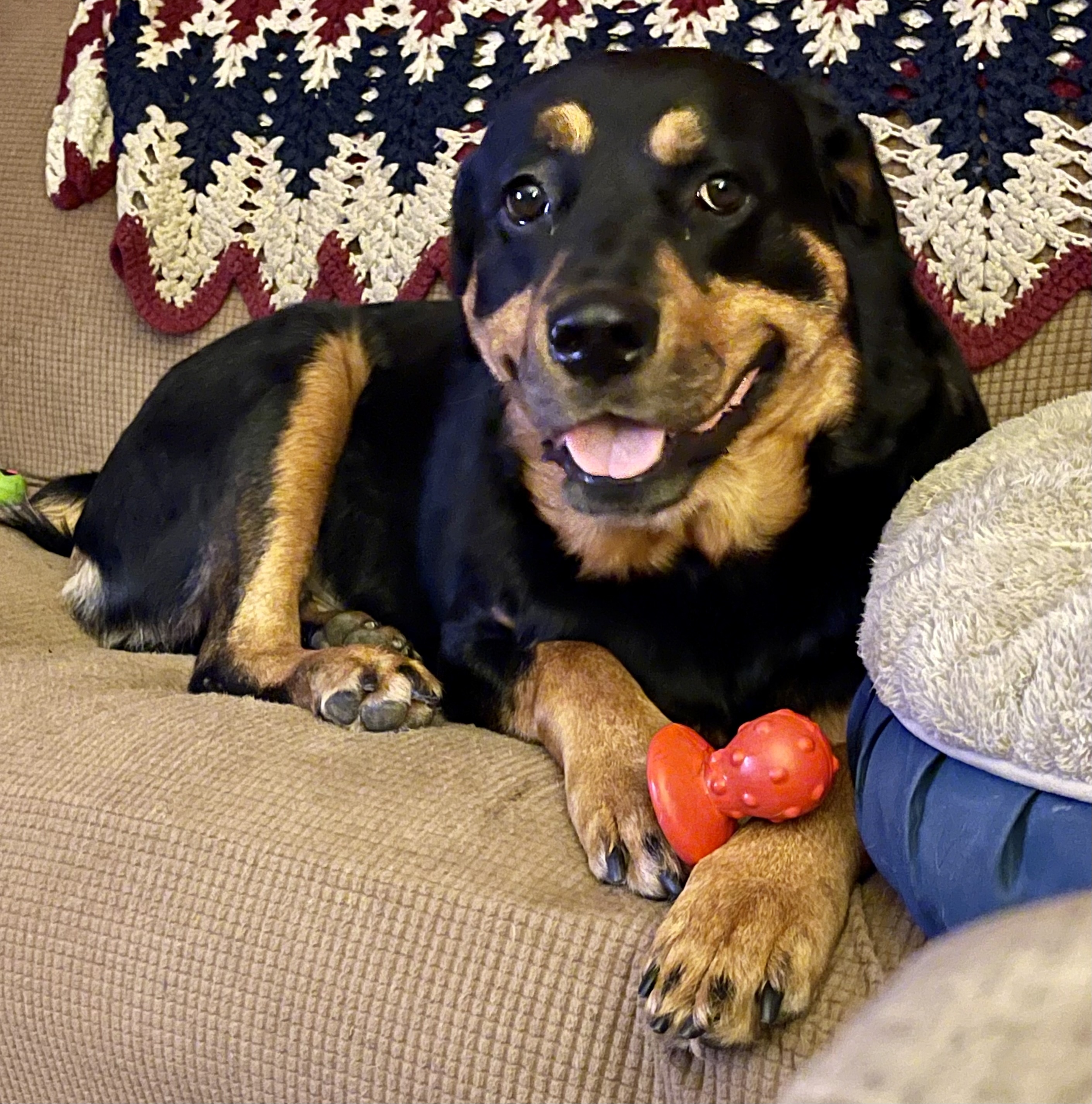 BRUNO2, an adoptable Rottweiler in Lincoln, NE, 68506 | Photo Image 2