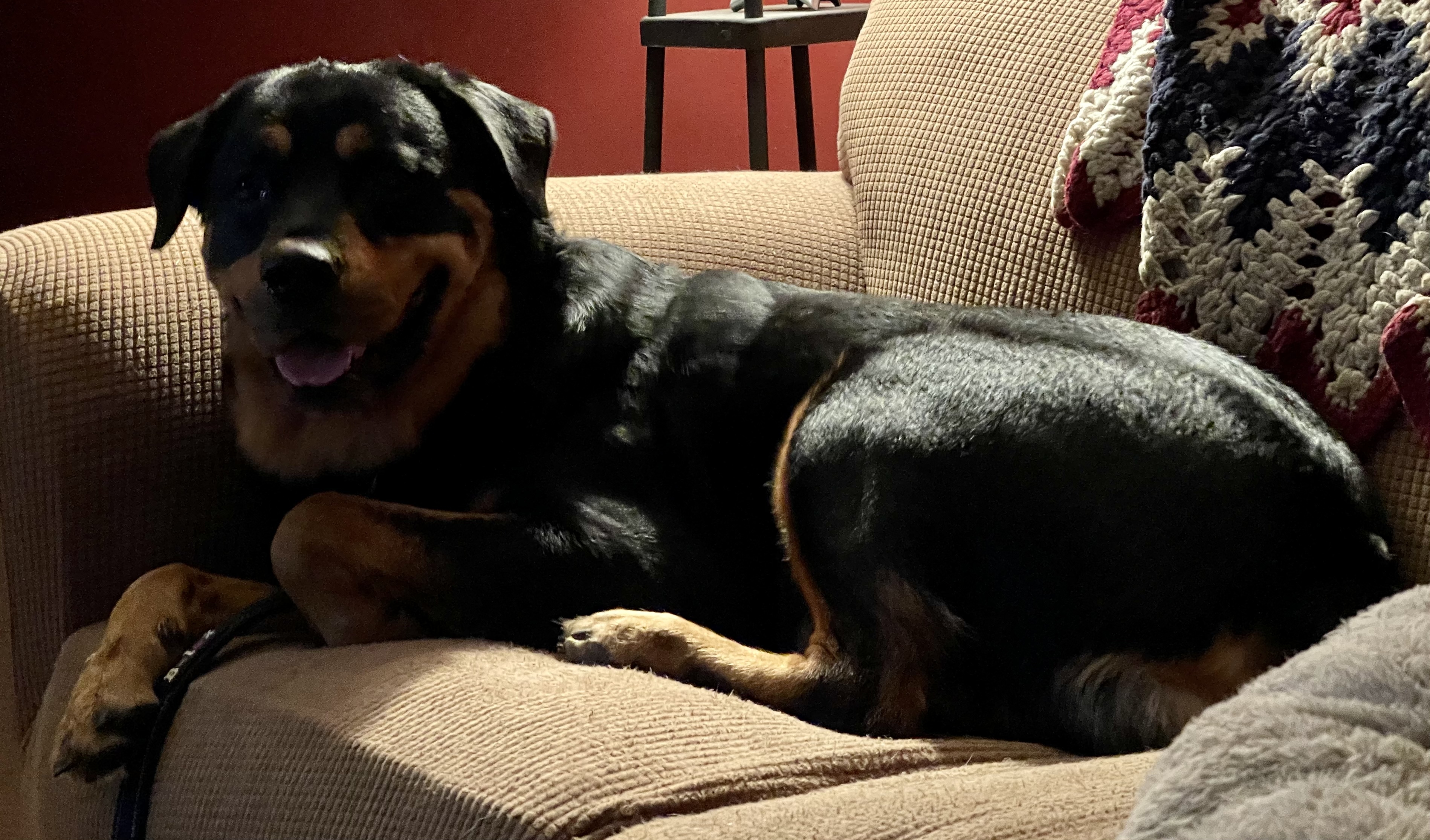 BRUNO2, an adoptable Rottweiler in Lincoln, NE, 68506 | Photo Image 4