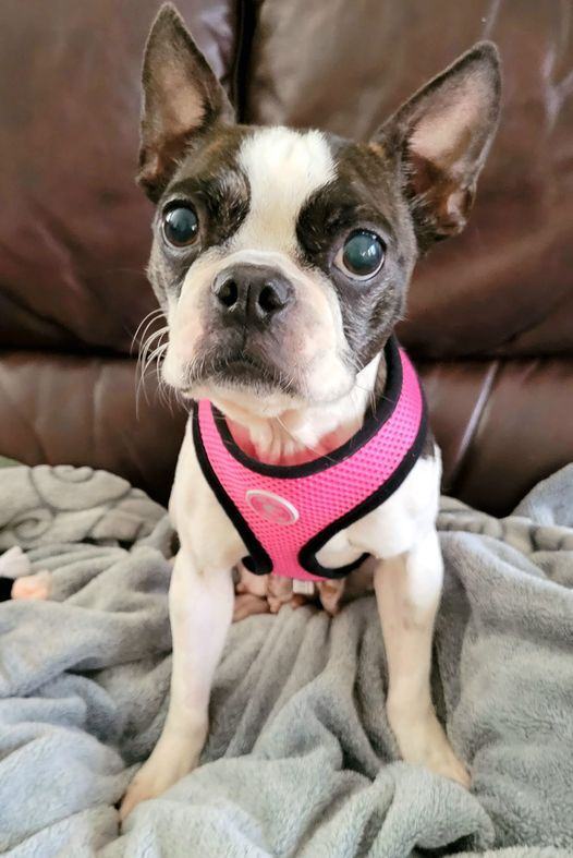 Boston terriers for store adoption