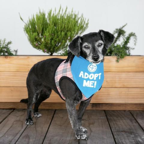 Myra, an adoptable Dachshund, Chihuahua in Pacific Grove, CA, 93950 | Photo Image 1