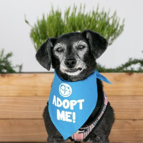 Myra, an adoptable Dachshund, Chihuahua in Pacific Grove, CA, 93950 | Photo Image 2