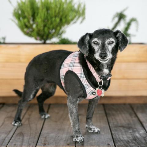 Myra, an adoptable Dachshund, Chihuahua in Pacific Grove, CA, 93950 | Photo Image 4