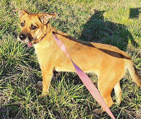 Abby, an adoptable Terrier Mix in Ararat, VA_image-1