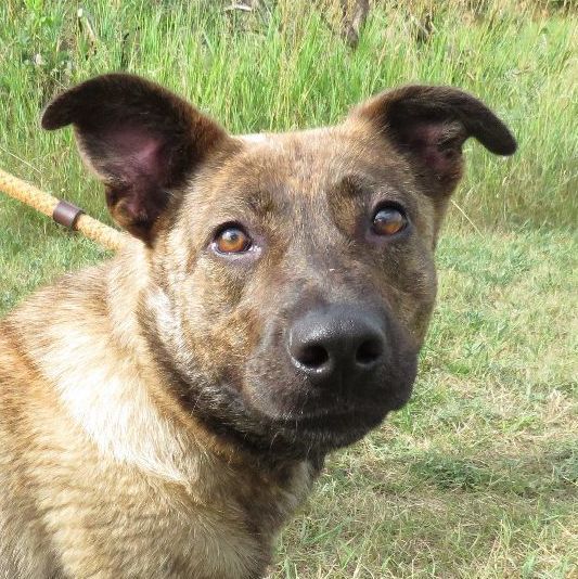 Maxie, an adoptable German Shepherd Dog Mix in Allegan, MI_image-6