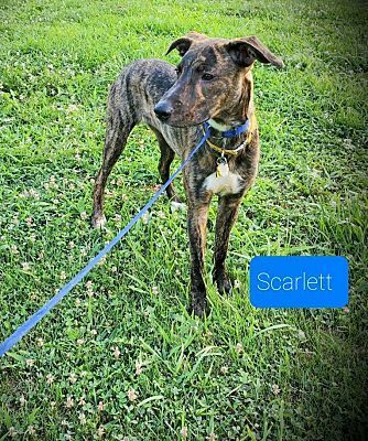 SCARLETT , an adoptable German Shepherd Dog, Golden Retriever in Ararat, VA, 24053 | Photo Image 1