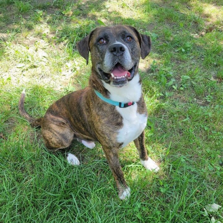 Rocky, an adoptable Bullmastiff Mix in Shepherdsville, KY_image-2