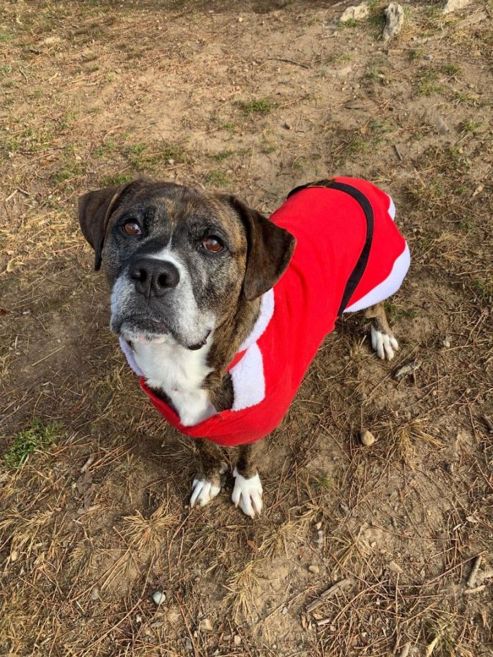 Rocky, an adoptable Bullmastiff Mix in Shepherdsville, KY_image-3