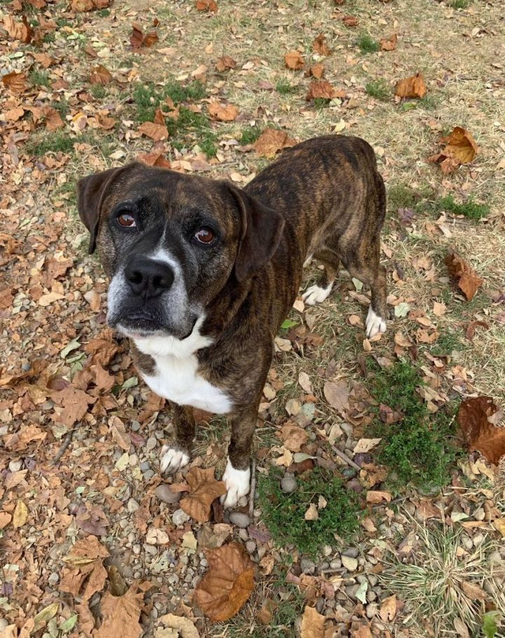 Rocky, an adoptable Bullmastiff Mix in Shepherdsville, KY_image-1