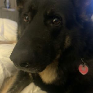Gus
