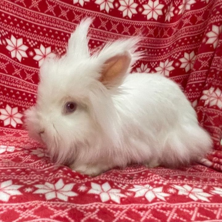 Caesar, an adoptable Lionhead in Indianapolis, IN_image-3
