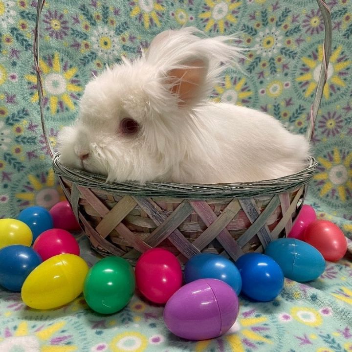 Caesar, an adoptable Lionhead in Indianapolis, IN_image-4