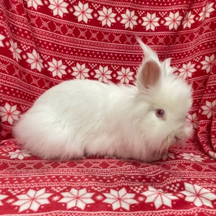 Caesar, an adoptable Lionhead in Indianapolis, IN_image-5