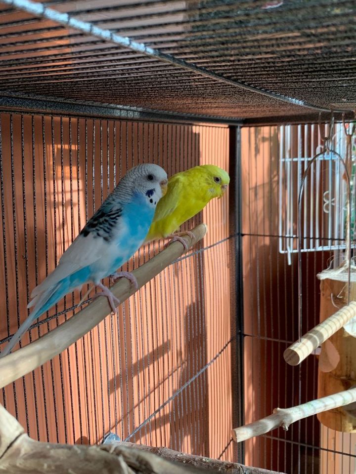 Sunny & Pari, an adoptable Parakeet (Other) in Salt Lake City, UT_image-2