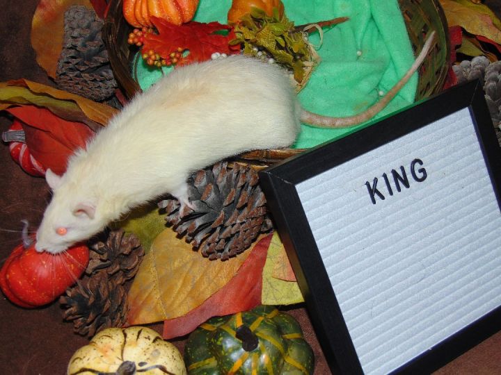 King, an adoptable Rat in Dearborn, MO_image-5