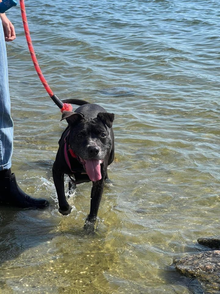 2205-0824 Brigita, an adoptable Pit Bull Terrier Mix in Virginia Beach, VA_image-2