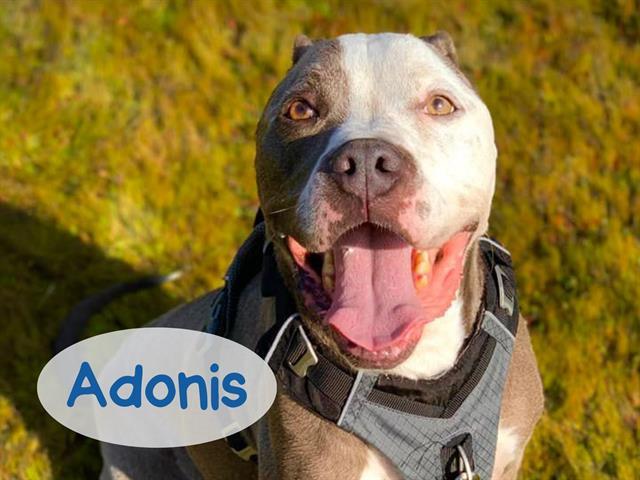 ADONIS