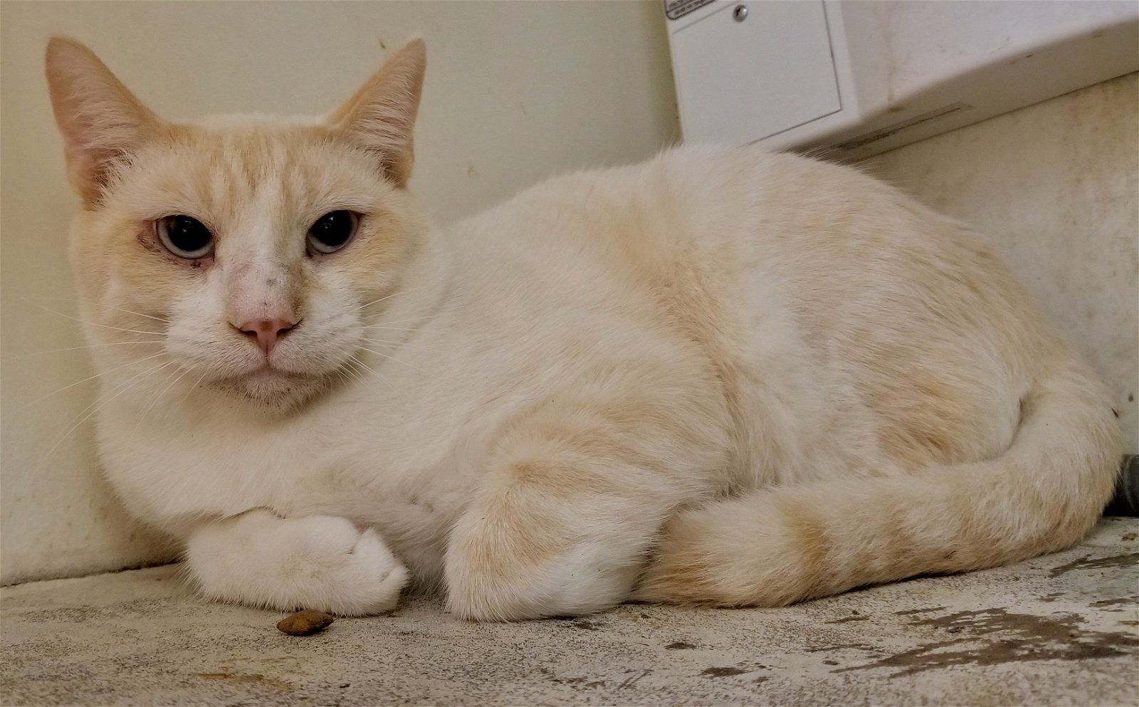 Cat for adoption - Snowball, a Siamese in Phoenix, AZ | Petfinder