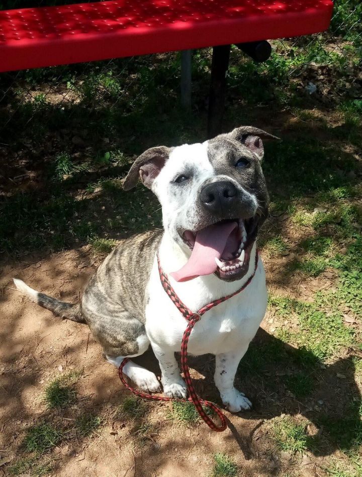 Sassy, an adoptable American Bulldog & Pit Bull Terrier Mix in Winder, GA_image-1