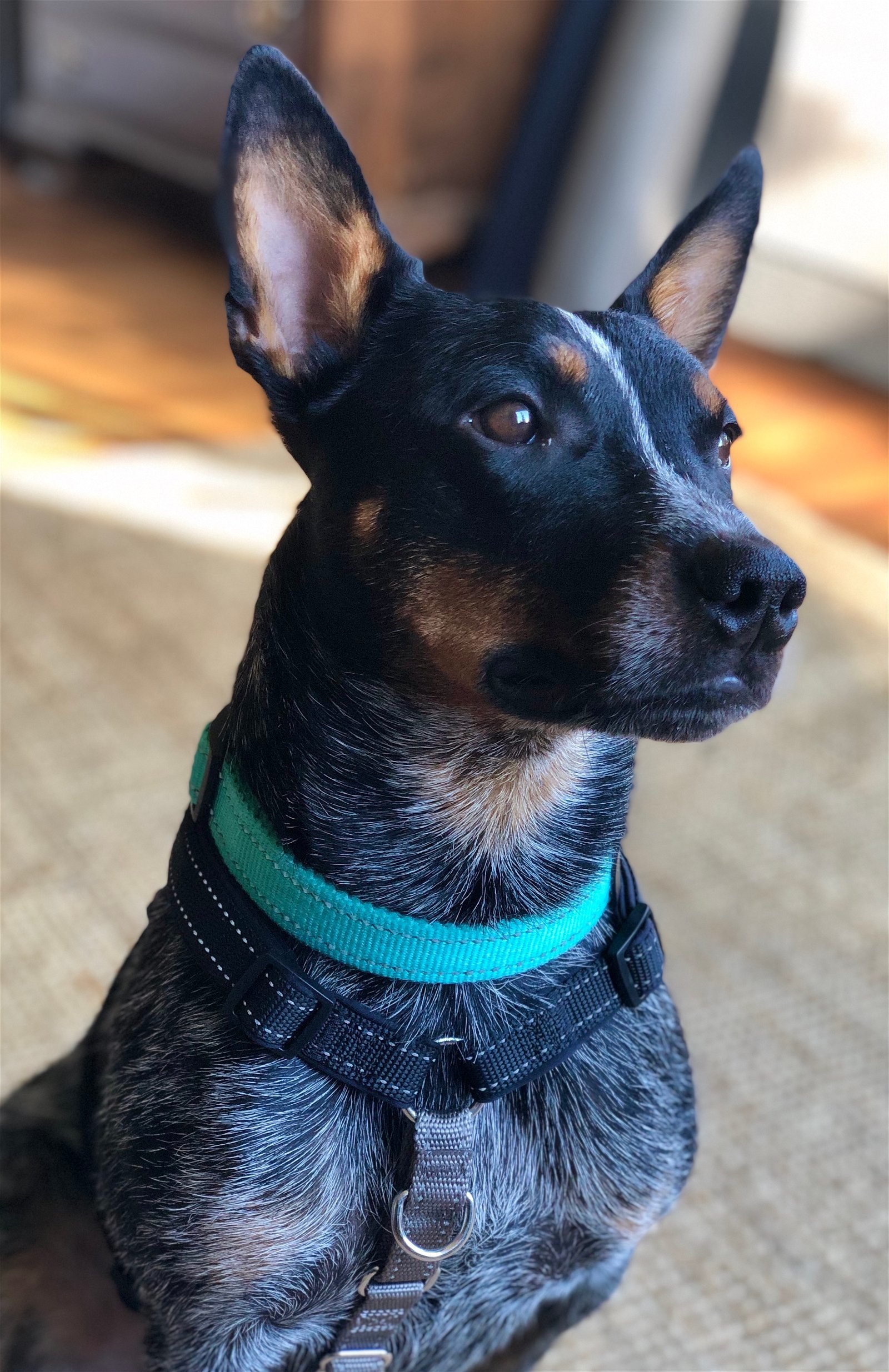 Blaze - Stunning Heeler