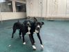 Axel & Zeke (Bonded Pair)