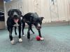 Axel & Zeke (Bonded Pair)