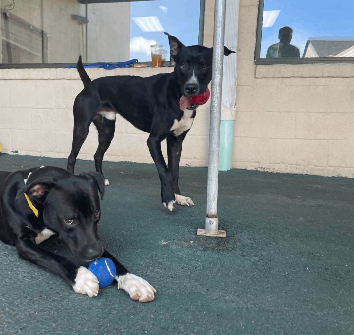 Axel & Zeke (Bonded Pair), an adoptable Black Labrador Retriever Mix in Wantagh, NY_image-6