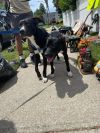 Axel & Zeke (Bonded Pair)