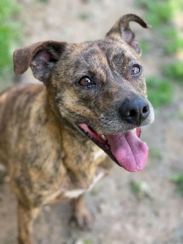 Lucky (Deb-Fostered in TN) 2