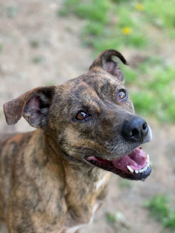 Lucky (Deb-Fostered in TN), an adoptable Tennessee Treeing Brindle & American Staffordshire Terrier Mix in Brooklyn, CT_image-3