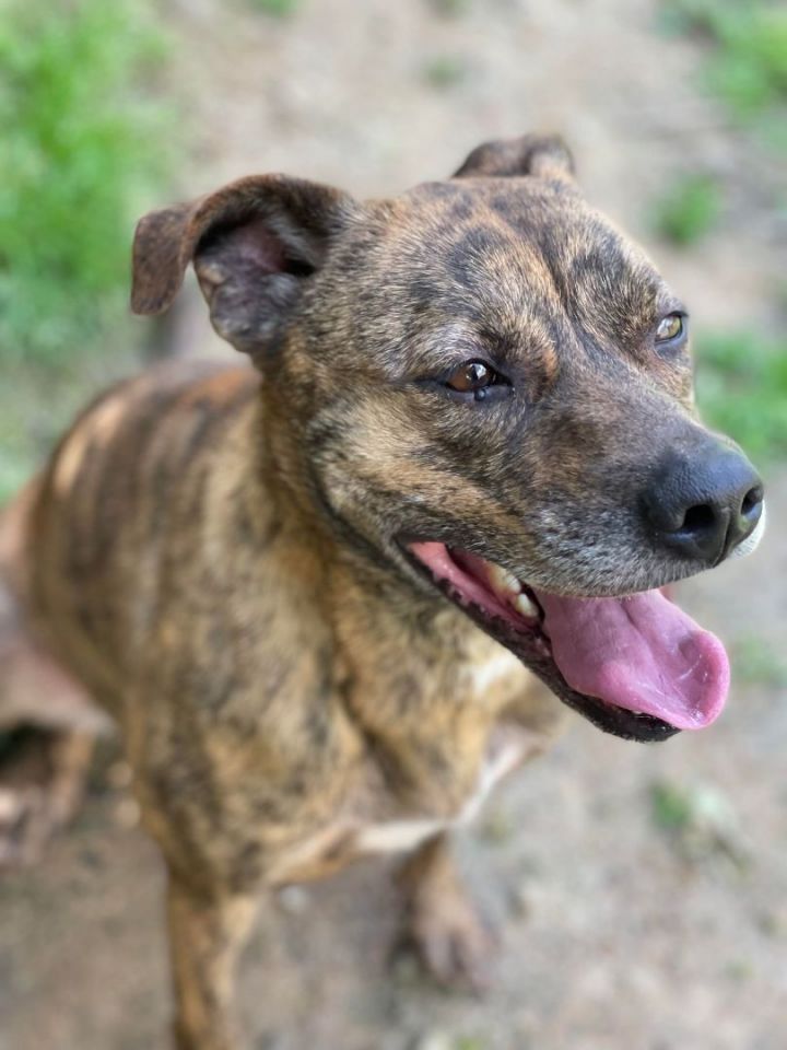 Lucky (Deb-Fostered in TN), an adoptable Tennessee Treeing Brindle & American Staffordshire Terrier Mix in Brooklyn, CT_image-1
