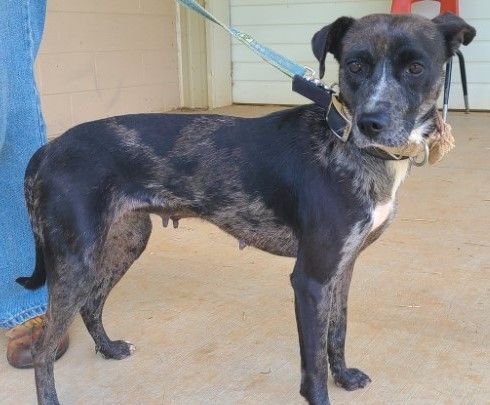 Garza, an adoptable Labrador Retriever & Australian Shepherd Mix in Lenoir, NC_image-2