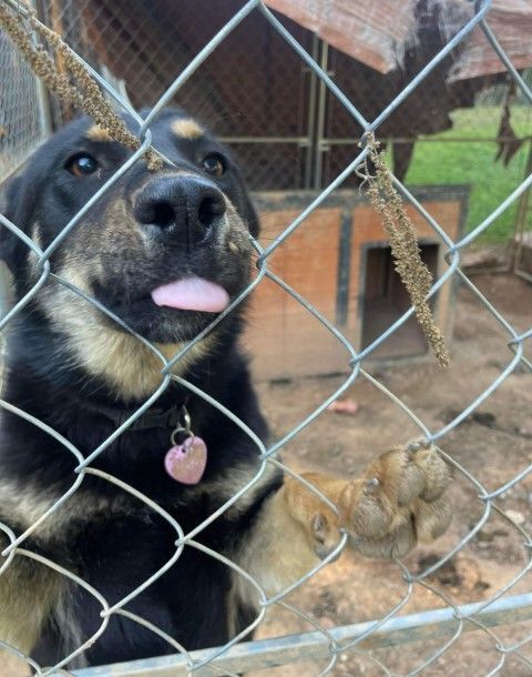 Priscilla, an adoptable German Shepherd Dog & Husky Mix in Lenoir, NC_image-2
