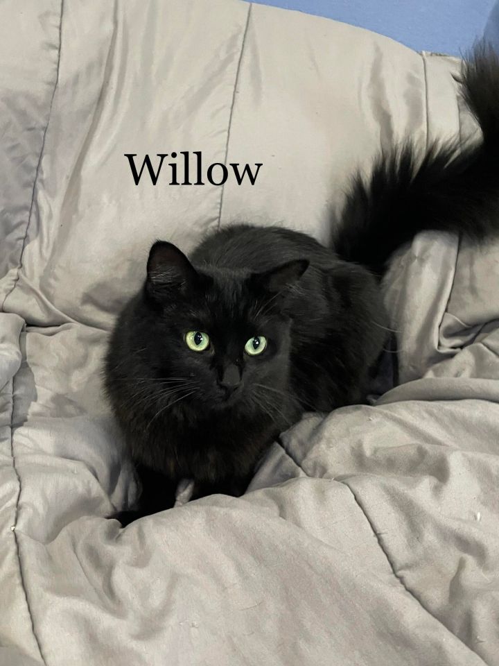 Willow, an adopted Domestic Short Hair in Covina, CA_image-4