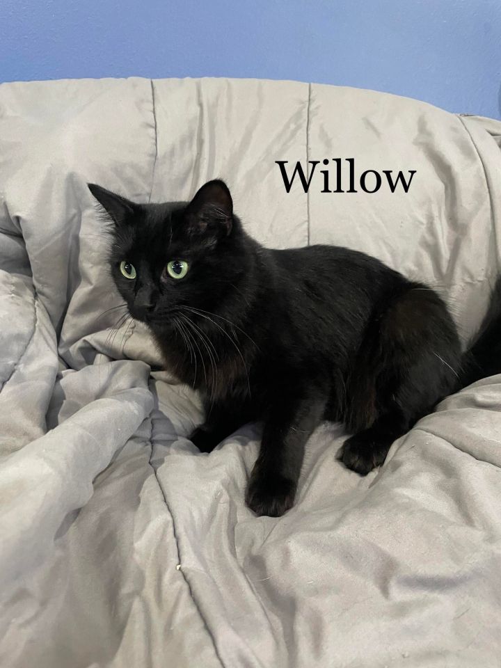 Willow 5