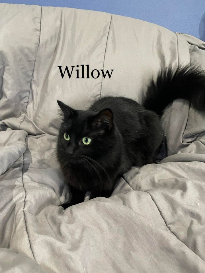 Willow, an adoptable Domestic Short Hair in Covina, CA_image-6