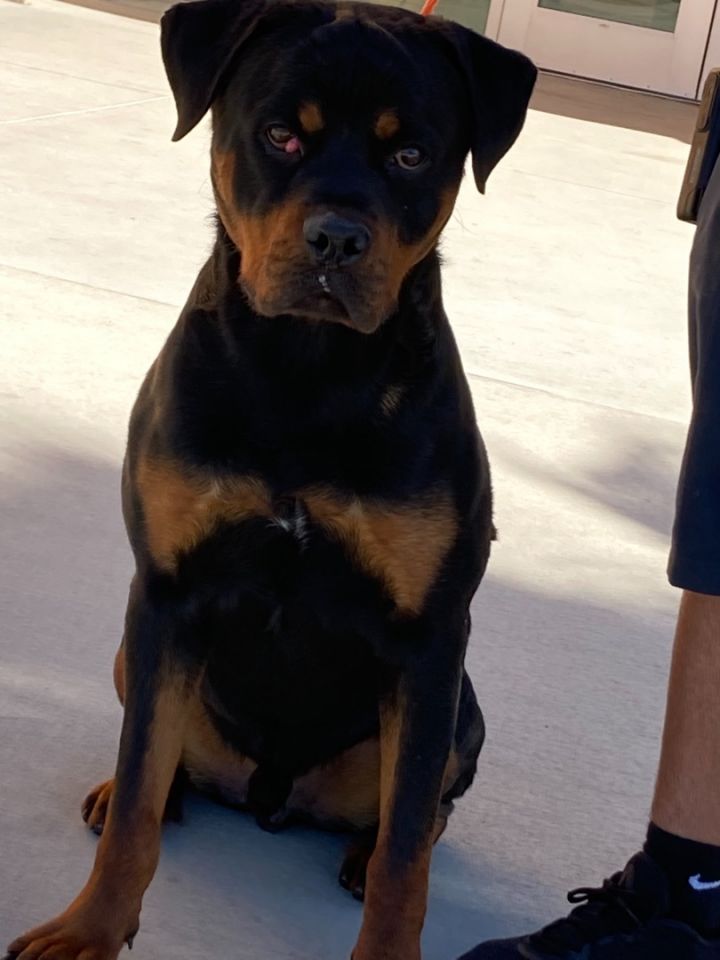 Klaus, an adoptable Rottweiler in Portland, OR_image-3