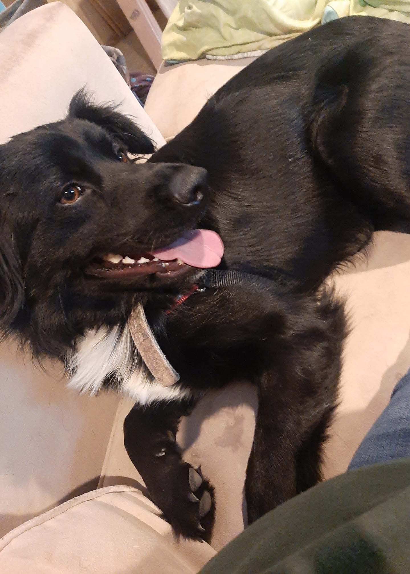 Connor, an adoptable Border Collie in West Richland, WA, 99353 | Photo Image 1
