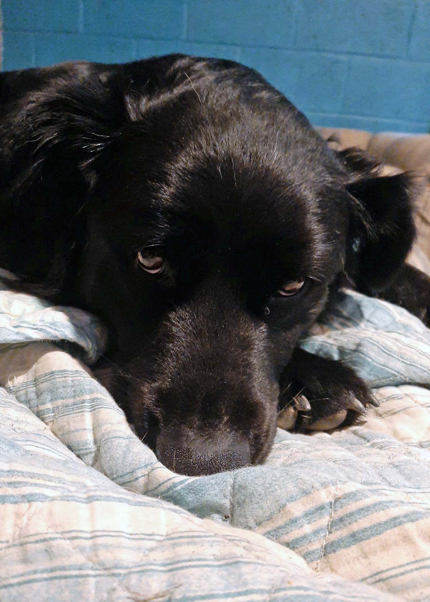 Connor, an adoptable Border Collie in West Richland, WA, 99353 | Photo Image 2