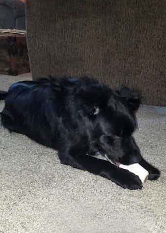 Connor, an adoptable Border Collie in West Richland, WA, 99353 | Photo Image 4