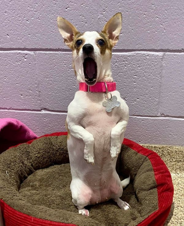 Beauty, an adoptable Chihuahua & Rat Terrier Mix in Kennesaw, GA_image-4