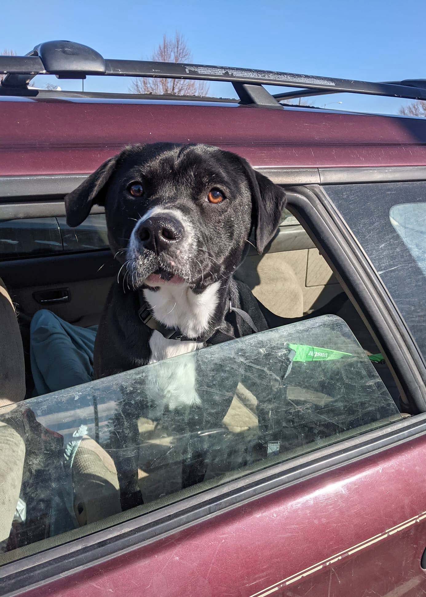 Kalea, an adoptable Labrador Retriever, American Bully in West Richland, WA, 99353 | Photo Image 2